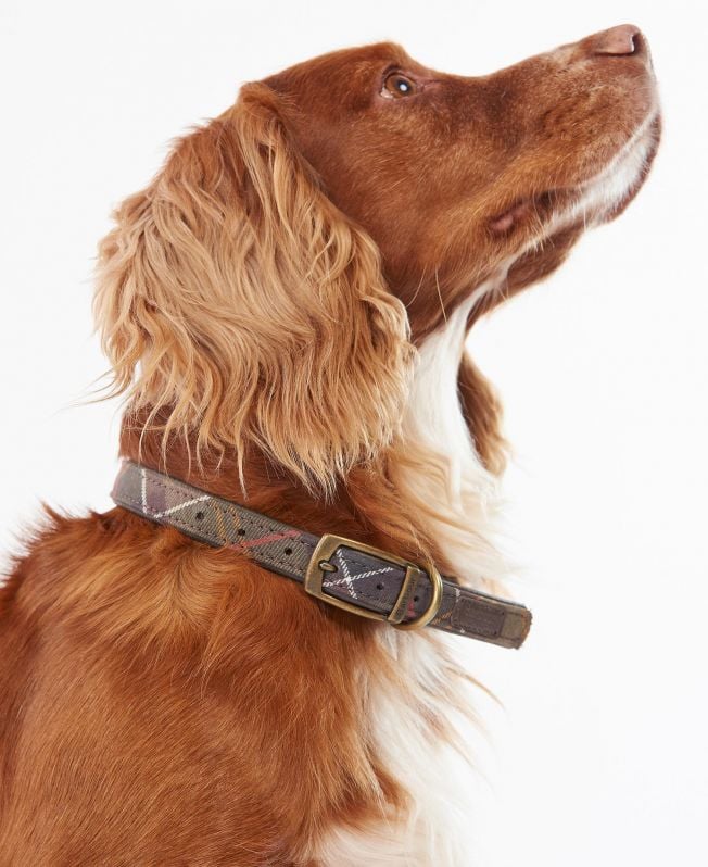 hondenhalsband met schotse ruit