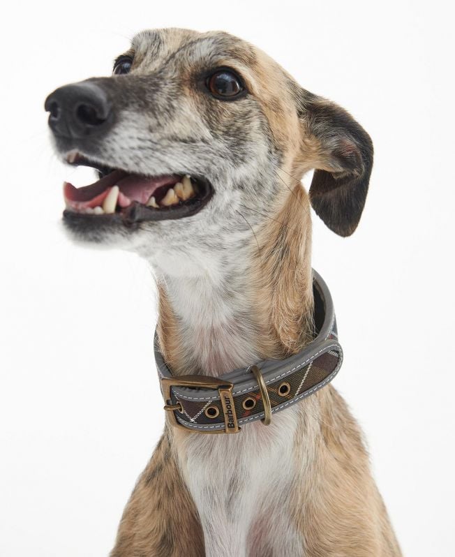 comfort lurcher hondenhalsband