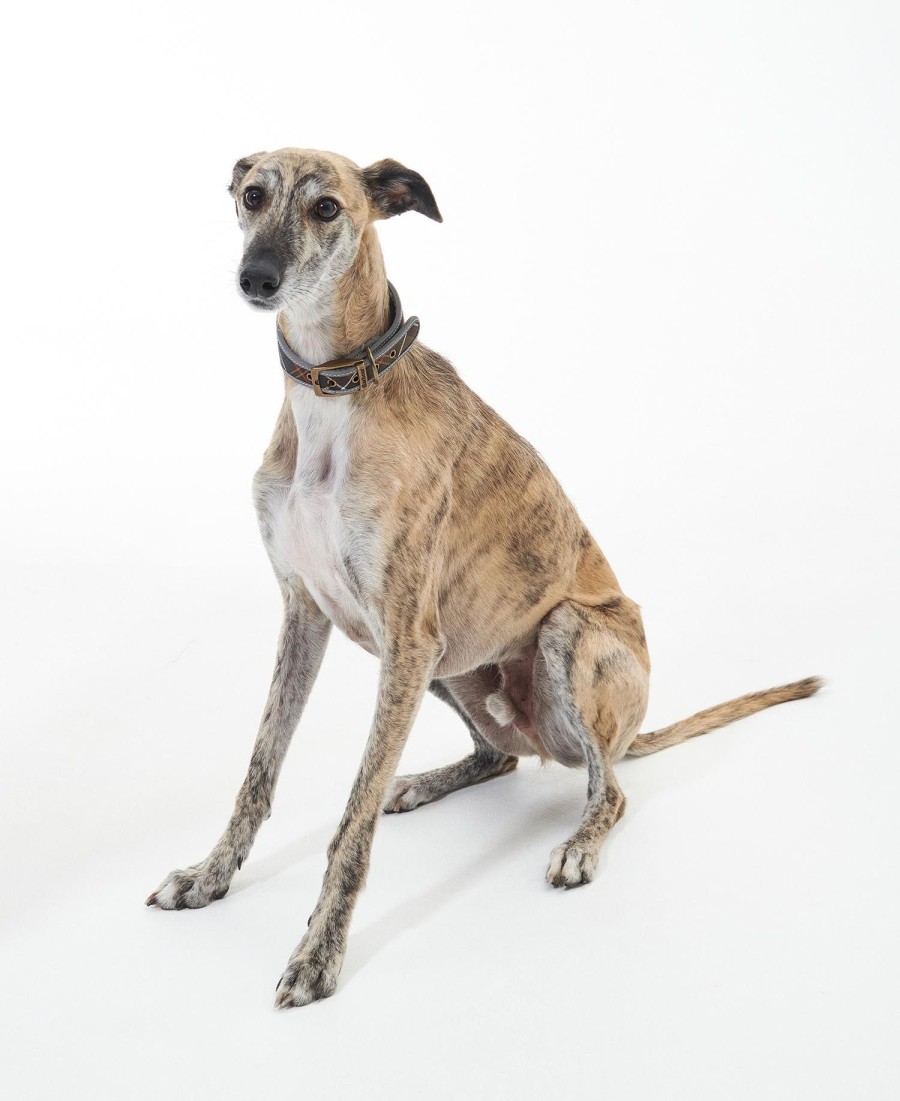 comfort lurcher hondenhalsband